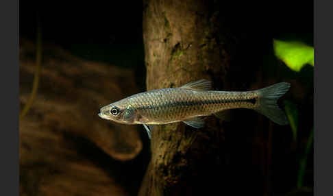 Blaubandbärbling (Pseudorasbora parva)