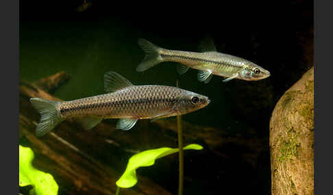 Blaubandbärbling (Pseudorasbora parva)