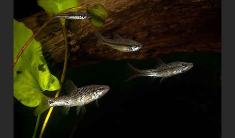 Blaubandbärbling (Pseudorasbora parva)