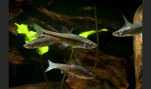 Blaubandbärbling (Pseudorasbora parva)