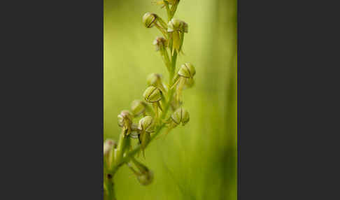 Ohnhorn (Aceras anthropophorum)