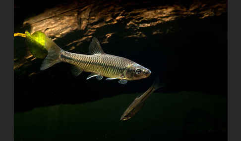 Blaubandbärbling (Pseudorasbora parva)