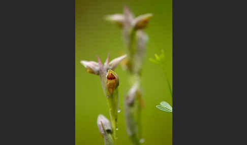 Kleinblütiger Zungenstendel (Serapias parviflora)