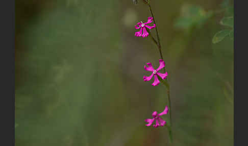 Leimkraut (Silene secundiflora)