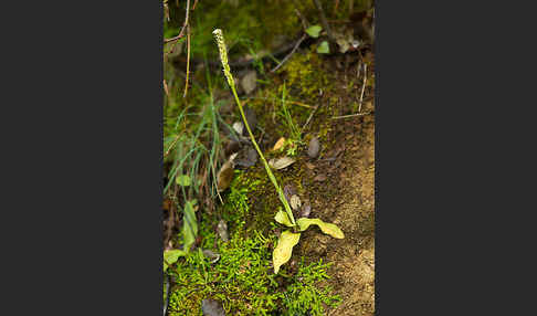 Gefleckte Waldwurz (Neottinea maculata)