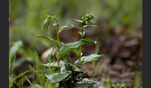 Breitblättrige Sitter sspec. (Epipactis helleborine sspec. Tremolsii)