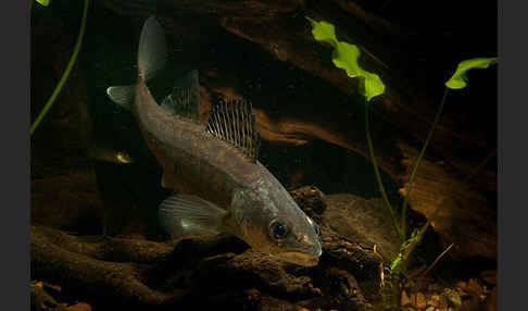 Zander (Stizostedion lucioperca)