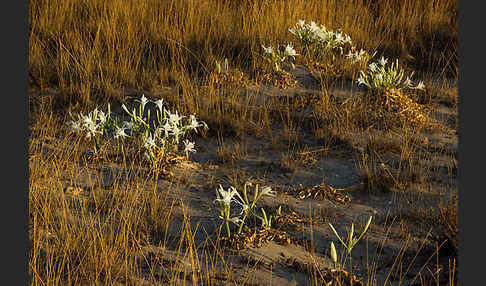 Dünen-Trichternarzisse (Pancratium maritimum)
