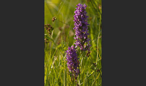 Fleischfarbenes Knabenkraut (Dactylorhiza incarnata)