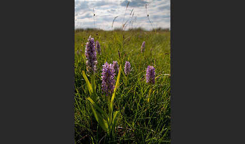 Fleischfarbenes Knabenkraut (Dactylorhiza incarnata)