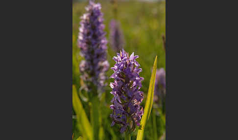 Fleischfarbenes Knabenkraut (Dactylorhiza incarnata)