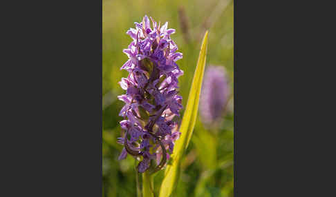 Fleischfarbenes Knabenkraut (Dactylorhiza incarnata)