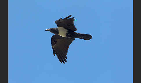 Schildrabe (Corvus albus)