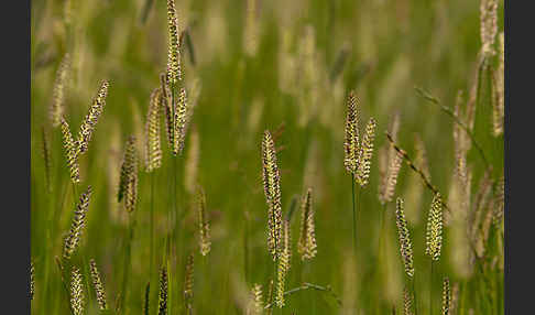 Wiesen-Kammgras (Cynosurus cristatus)