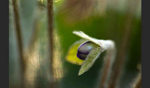 Transsylvanisches Leberblümchen (Hepatica transsylvanica)