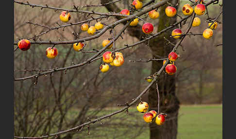 Wild-Apfel (Malus sylvestris)
