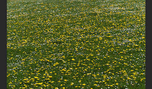 Gänseblümchen (Bellis perennis)