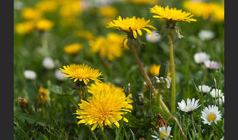 Gänseblümchen (Bellis perennis)