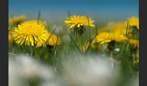 Gemeiner Löwenzahn (Taraxacum officinale agg.)