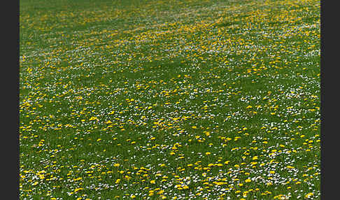 Gänseblümchen (Bellis perennis)