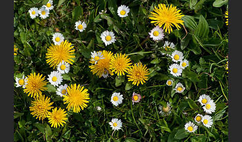 Gänseblümchen (Bellis perennis)