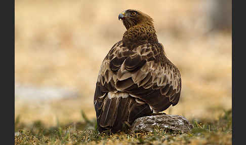 Zwergadler (Aquila pennata)