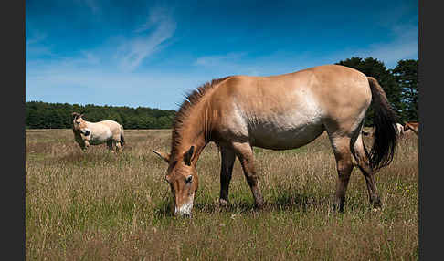 Przewalski-Pferd (Equus ferus przewalskii)