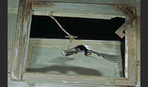 Rauchschwalbe (Hirundo rustica)