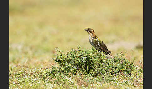 Goldkuckuck (Chrysococcyx caprius)