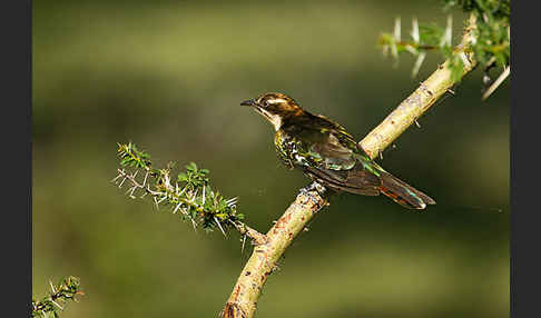 Goldkuckuck (Chrysococcyx caprius)