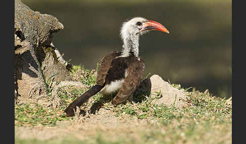 Rotschnabeltoko (Tockus erythrorhynchus)