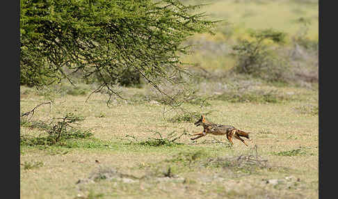 Afrikanischer Goldwolf (Canis anthus)