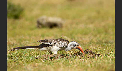 Rotschnabeltoko (Tockus erythrorhynchus)