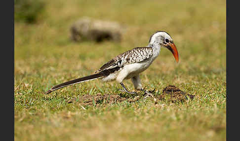 Rotschnabeltoko (Tockus erythrorhynchus)