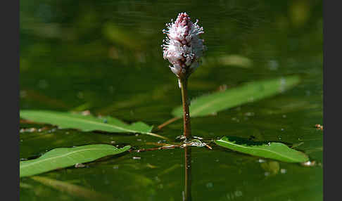Wasser-Knöterich (Persicaria amphibia)