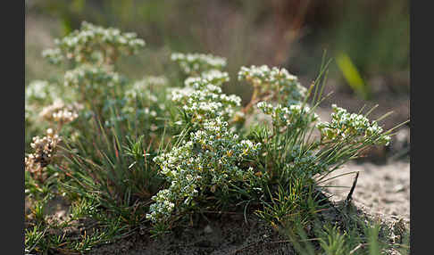 Ausdauernder Knäuel (Scleranthus perennis)