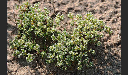 Ausdauernder Knäuel (Scleranthus perennis)