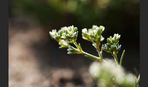 Ausdauernder Knäuel (Scleranthus perennis)