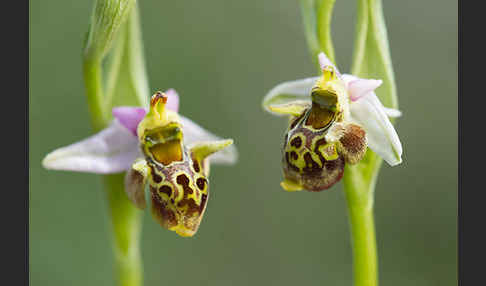 Ragwurz (Ophrys)