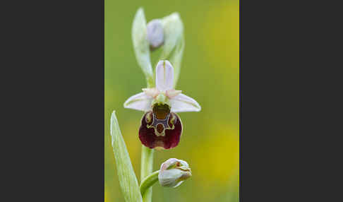 Hummel-Ragwurz (Ophrys holoserica)