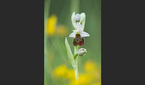 Hummel-Ragwurz (Ophrys holoserica)