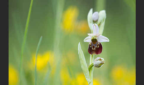 Hummel-Ragwurz (Ophrys holoserica)