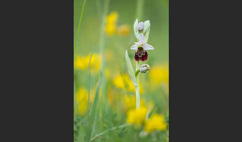 Hummel-Ragwurz (Ophrys holoserica)