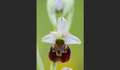 Hummel-Ragwurz (Ophrys holoserica)