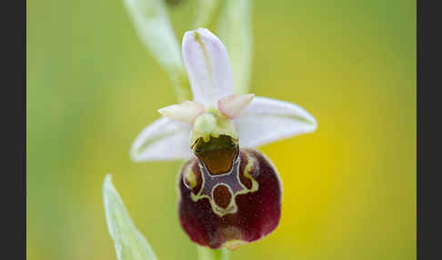 Hummel-Ragwurz (Ophrys holoserica)