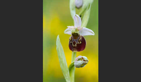 Hummel-Ragwurz (Ophrys holoserica)