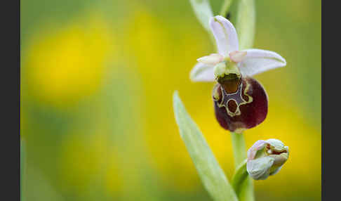 Hummel-Ragwurz (Ophrys holoserica)