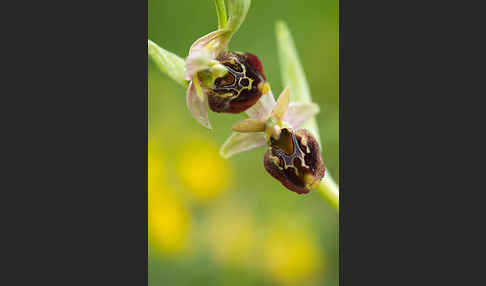 Hummel-Ragwurz (Ophrys holoserica)