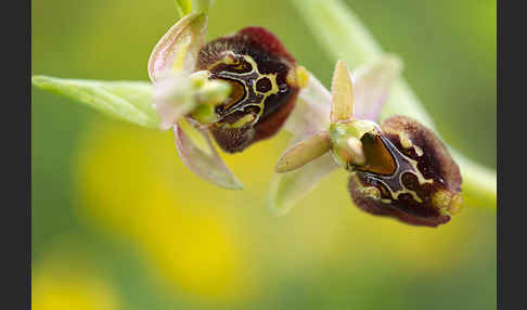 Hummel-Ragwurz (Ophrys holoserica)