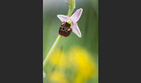 Hummel-Ragwurz (Ophrys holoserica)